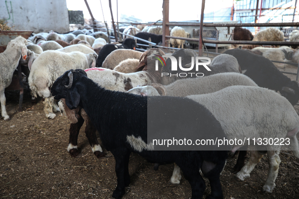 Khadir Al-Saidi, A Palestinian, Sells Livestock At His Farm In The Town Of At-Tur On Friday, June 14,2024 In East Jerusalem. Meanwhile, Musl...