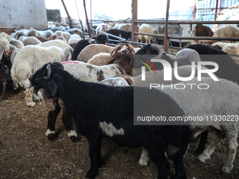 Khadir Al-Saidi, A Palestinian, Sells Livestock At His Farm In The Town Of At-Tur On Friday, June 14,2024 In East Jerusalem. Meanwhile, Musl...