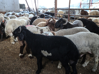 Khadir Al-Saidi, A Palestinian, Sells Livestock At His Farm In The Town Of At-Tur On Friday, June 14,2024 In East Jerusalem. Meanwhile, Musl...