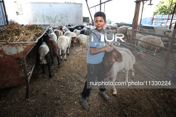 Khadir Al-Saidi, A Palestinian, Sells Livestock At His Farm In The Town Of At-Tur On Friday, June 14,2024 In East Jerusalem. Meanwhile, Musl...