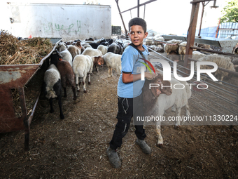 Khadir Al-Saidi, A Palestinian, Sells Livestock At His Farm In The Town Of At-Tur On Friday, June 14,2024 In East Jerusalem. Meanwhile, Musl...