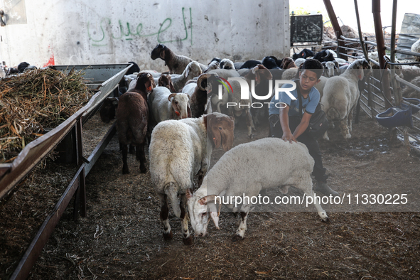 Khadir Al-Saidi, A Palestinian, Sells Livestock At His Farm In The Town Of At-Tur On Friday, June 14,2024 In East Jerusalem. Meanwhile, Musl...