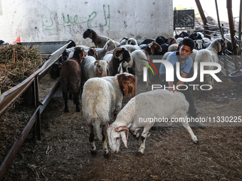 Khadir Al-Saidi, A Palestinian, Sells Livestock At His Farm In The Town Of At-Tur On Friday, June 14,2024 In East Jerusalem. Meanwhile, Musl...