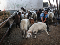 Khadir Al-Saidi, A Palestinian, Sells Livestock At His Farm In The Town Of At-Tur On Friday, June 14,2024 In East Jerusalem. Meanwhile, Musl...