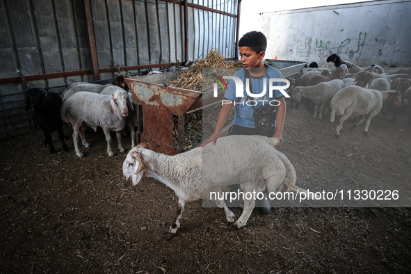 Khadir Al-Saidi, A Palestinian, Sells Livestock At His Farm In The Town Of At-Tur On Friday, June 14,2024 In East Jerusalem. Meanwhile, Musl...