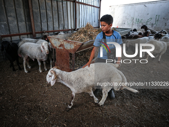 Khadir Al-Saidi, A Palestinian, Sells Livestock At His Farm In The Town Of At-Tur On Friday, June 14,2024 In East Jerusalem. Meanwhile, Musl...