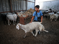 Khadir Al-Saidi, A Palestinian, Sells Livestock At His Farm In The Town Of At-Tur On Friday, June 14,2024 In East Jerusalem. Meanwhile, Musl...