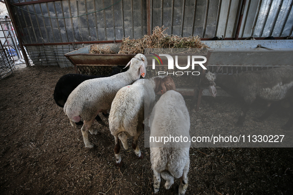 Khadir Al-Saidi, A Palestinian, Sells Livestock At His Farm In The Town Of At-Tur On Friday, June 14,2024 In East Jerusalem. Meanwhile, Musl...