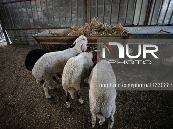 Khadir Al-Saidi, A Palestinian, Sells Livestock At His Farm In The Town Of At-Tur On Friday, June 14,2024 In East Jerusalem. Meanwhile, Musl...