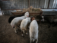 Khadir Al-Saidi, A Palestinian, Sells Livestock At His Farm In The Town Of At-Tur On Friday, June 14,2024 In East Jerusalem. Meanwhile, Musl...