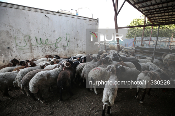 Khadir Al-Saidi, A Palestinian, Sells Livestock At His Farm In The Town Of At-Tur On Friday, June 14,2024 In East Jerusalem. Meanwhile, Musl...