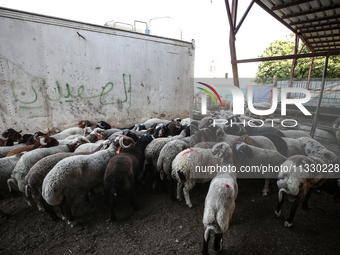 Khadir Al-Saidi, A Palestinian, Sells Livestock At His Farm In The Town Of At-Tur On Friday, June 14,2024 In East Jerusalem. Meanwhile, Musl...