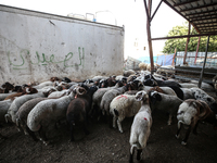 Khadir Al-Saidi, A Palestinian, Sells Livestock At His Farm In The Town Of At-Tur On Friday, June 14,2024 In East Jerusalem. Meanwhile, Musl...