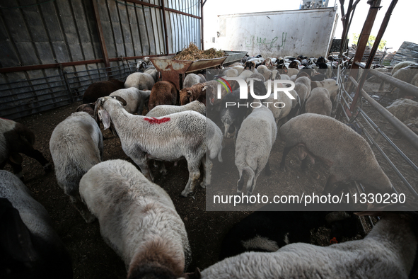 Khadir Al-Saidi, A Palestinian, Sells Livestock At His Farm In The Town Of At-Tur On Friday, June 14,2024 In East Jerusalem. Meanwhile, Musl...