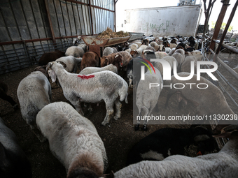 Khadir Al-Saidi, A Palestinian, Sells Livestock At His Farm In The Town Of At-Tur On Friday, June 14,2024 In East Jerusalem. Meanwhile, Musl...