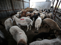 Khadir Al-Saidi, A Palestinian, Sells Livestock At His Farm In The Town Of At-Tur On Friday, June 14,2024 In East Jerusalem. Meanwhile, Musl...