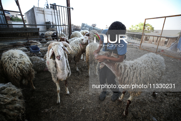 Khadir Al-Saidi, A Palestinian, Sells Livestock At His Farm In The Town Of At-Tur On Friday, June 14,2024 In East Jerusalem. Meanwhile, Musl...