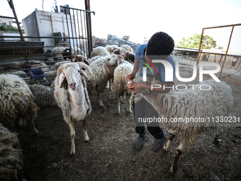 Khadir Al-Saidi, A Palestinian, Sells Livestock At His Farm In The Town Of At-Tur On Friday, June 14,2024 In East Jerusalem. Meanwhile, Musl...