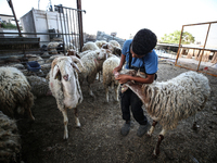 Khadir Al-Saidi, A Palestinian, Sells Livestock At His Farm In The Town Of At-Tur On Friday, June 14,2024 In East Jerusalem. Meanwhile, Musl...