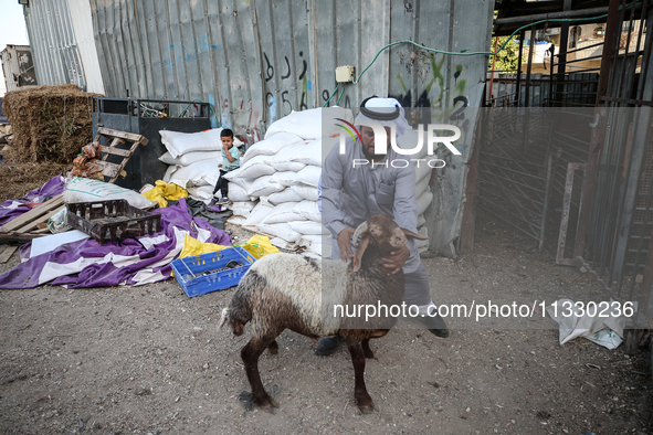 Khadir Al-Saidi, A Palestinian, Sells Livestock At His Farm In The Town Of At-Tur On Friday, June 14,2024 In East Jerusalem. Meanwhile, Musl...