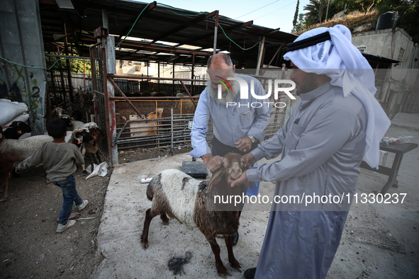 Khadir Al-Saidi, A Palestinian, Sells Livestock At His Farm In The Town Of At-Tur On Friday, June 14,2024 In East Jerusalem. Meanwhile, Musl...