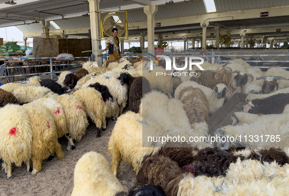 Sheep vendors are awaiting customers at a livestock market ahead of the Muslim festival of Eid al-Adha in Doha, Qatar, on June 15, 2024. Mus...