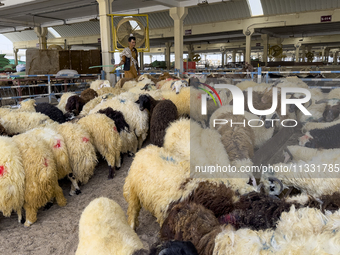 Sheep vendors are awaiting customers at a livestock market ahead of the Muslim festival of Eid al-Adha in Doha, Qatar, on June 15, 2024. Mus...