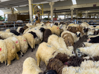 Sheep vendors are awaiting customers at a livestock market ahead of the Muslim festival of Eid al-Adha in Doha, Qatar, on June 15, 2024. Mus...