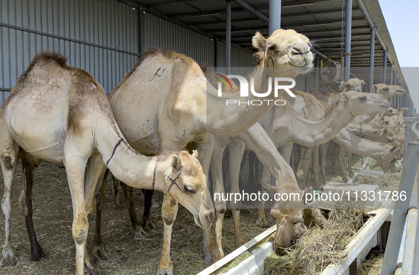 Camels are being displayed for sale at a livestock market ahead of the Muslim festival of Eid al-Adha in Doha, Qatar, on June 15, 2024. Musl...