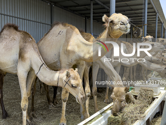 Camels are being displayed for sale at a livestock market ahead of the Muslim festival of Eid al-Adha in Doha, Qatar, on June 15, 2024. Musl...