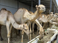 Camels are being displayed for sale at a livestock market ahead of the Muslim festival of Eid al-Adha in Doha, Qatar, on June 15, 2024. Musl...