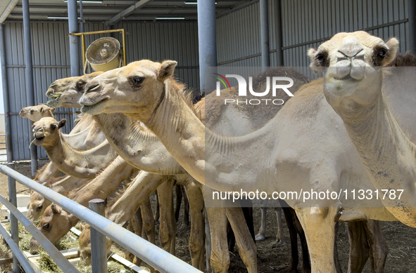 Camels are being displayed for sale at a livestock market ahead of the Muslim festival of Eid al-Adha in Doha, Qatar, on June 15, 2024. Musl...