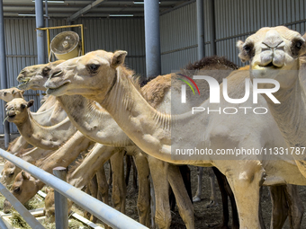 Camels are being displayed for sale at a livestock market ahead of the Muslim festival of Eid al-Adha in Doha, Qatar, on June 15, 2024. Musl...