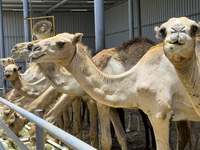 Camels are being displayed for sale at a livestock market ahead of the Muslim festival of Eid al-Adha in Doha, Qatar, on June 15, 2024. Musl...