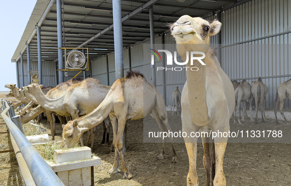 Camels are being displayed for sale at a livestock market ahead of the Muslim festival of Eid al-Adha in Doha, Qatar, on June 15, 2024. Musl...