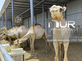 Camels are being displayed for sale at a livestock market ahead of the Muslim festival of Eid al-Adha in Doha, Qatar, on June 15, 2024. Musl...