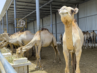 Camels are being displayed for sale at a livestock market ahead of the Muslim festival of Eid al-Adha in Doha, Qatar, on June 15, 2024. Musl...