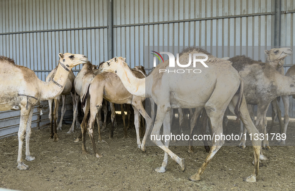 Camels are being displayed for sale at a livestock market ahead of the Muslim festival of Eid al-Adha in Doha, Qatar, on June 15, 2024. Musl...