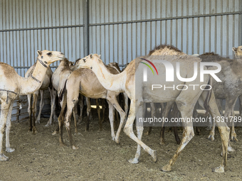 Camels are being displayed for sale at a livestock market ahead of the Muslim festival of Eid al-Adha in Doha, Qatar, on June 15, 2024. Musl...