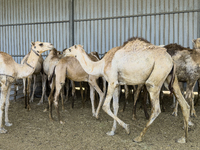 Camels are being displayed for sale at a livestock market ahead of the Muslim festival of Eid al-Adha in Doha, Qatar, on June 15, 2024. Musl...