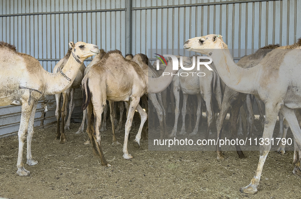 Camels are being displayed for sale at a livestock market ahead of the Muslim festival of Eid al-Adha in Doha, Qatar, on June 15, 2024. Musl...