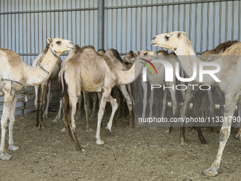 Camels are being displayed for sale at a livestock market ahead of the Muslim festival of Eid al-Adha in Doha, Qatar, on June 15, 2024. Musl...