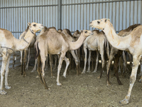 Camels are being displayed for sale at a livestock market ahead of the Muslim festival of Eid al-Adha in Doha, Qatar, on June 15, 2024. Musl...