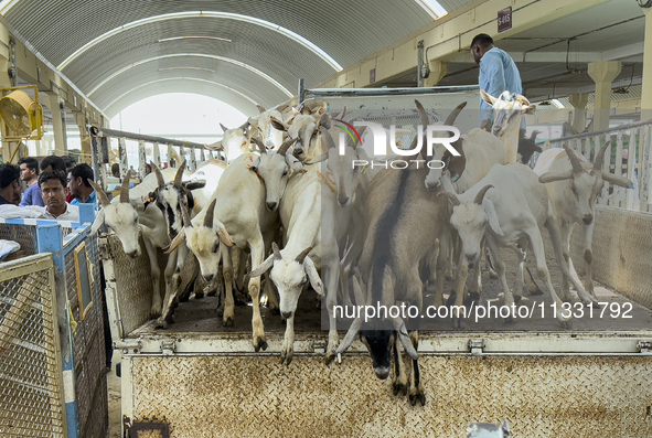 Vendors are unloading a goat from a truck at the livestock market ahead of the Muslim festival of Eid al-Adha in Doha, Qatar, on June 15, 20...