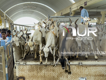 Vendors are unloading a goat from a truck at the livestock market ahead of the Muslim festival of Eid al-Adha in Doha, Qatar, on June 15, 20...