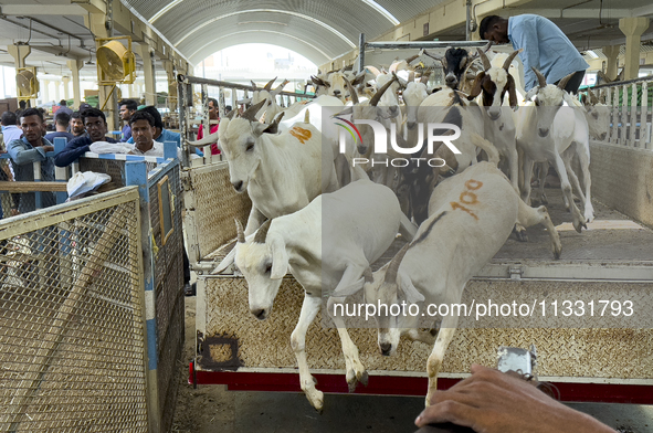 Vendors are unloading a goat from a truck at the livestock market ahead of the Muslim festival of Eid al-Adha in Doha, Qatar, on June 15, 20...