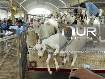 Vendors are unloading a goat from a truck at the livestock market ahead of the Muslim festival of Eid al-Adha in Doha, Qatar, on June 15, 20...