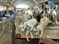 Vendors are unloading a goat from a truck at the livestock market ahead of the Muslim festival of Eid al-Adha in Doha, Qatar, on June 15, 20...