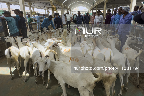 A customer is inspecting sheep at the livestock market ahead of the Muslim festival of Eid al-Adha in Doha, Qatar, on June 15, 2024. Muslims...