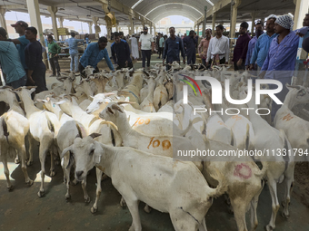 A customer is inspecting sheep at the livestock market ahead of the Muslim festival of Eid al-Adha in Doha, Qatar, on June 15, 2024. Muslims...